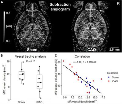 Three-Dimensional Iron Oxide Nanoparticle-Based Contrast-Enhanced Magnetic Resonance Imaging for Characterization of Cerebral Arteriogenesis in the Mouse Neocortex